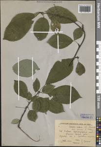 Prunus avium (L.) L., Caucasus, Krasnodar Krai & Adygea (K1a) (Russia)
