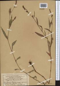 Persicaria maculosa Gray, Middle Asia, Western Tian Shan & Karatau (M3) (Kazakhstan)