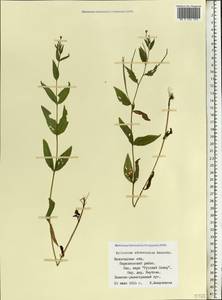 Epilobium ciliatum subsp. ciliatum, Eastern Europe, Northern region (E1) (Russia)