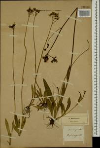 Pilosella piloselloides subsp. praealta (Gochnat) S. Bräut. & Greuter, Eastern Europe, North-Western region (E2) (Russia)