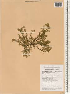 Spergularia marina (L.) Besser, South Asia, South Asia (Asia outside ex-Soviet states and Mongolia) (ASIA) (Cyprus)