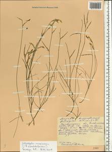 Astragalus pseudotataricus A. Boriss., Eastern Europe, Lower Volga region (E9) (Russia)