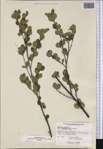 Betula pumila L., America (AMER) (Canada)