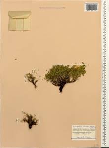 Astragalus levieri Freyn ex Somm et Levier, Caucasus, Krasnodar Krai & Adygea (K1a) (Russia)