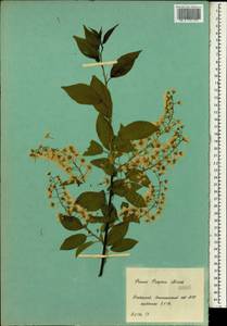 Prunus grayana Maxim., Botanic gardens and arboreta (GARD) (Russia)
