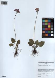 Primula cortusoides L., Siberia, Altai & Sayany Mountains (S2) (Russia)