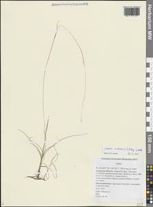 Carex sedakowii C.A.Mey. ex Meinsh., Siberia, Russian Far East (S6) (Russia)
