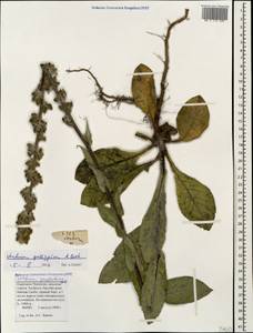 Verbascum gossypinum M. Bieb., Caucasus, Stavropol Krai, Karachay-Cherkessia & Kabardino-Balkaria (K1b) (Russia)