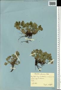 Potentilla cinerea subsp. incana (G. Gaertn., B. Mey. & Scherb.) Asch., Eastern Europe, Eastern region (E10) (Russia)