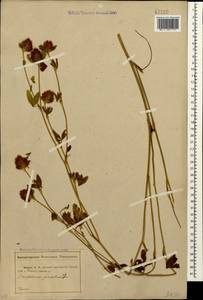 Trifolium pratense L., Caucasus, Abkhazia (K4a) (Abkhazia)
