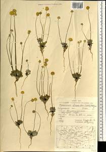 Cancrinia discoidea (Ledeb.) Poljakov ex Tzvelev, Mongolia (MONG) (Mongolia)