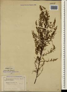 Artemisia scoparia Waldst. & Kit., Crimea (KRYM) (Russia)