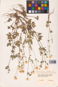Ranunculus sardous Crantz, Eastern Europe, Lithuania (E2a) (Lithuania)