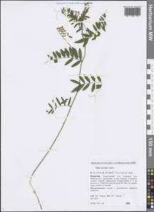 Vicia multicaulis Ledeb., Siberia, Baikal & Transbaikal region (S4) (Russia)