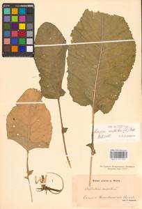 Rorippa amphibia (L.) Besser, Eastern Europe, Lower Volga region (E9) (Russia)