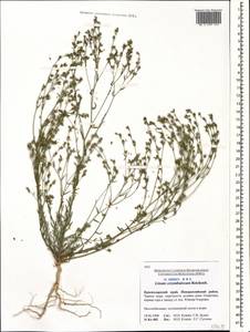 Linum corymbulosum Rchb., Caucasus, Black Sea Shore (from Novorossiysk to Adler) (K3) (Russia)