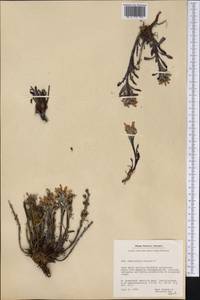Pedicularis hirsuta L., America (AMER) (Greenland)