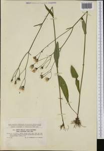 Crepis mollis subsp. succisifolia (All.) Dostál, Western Europe (EUR) (Czech Republic)