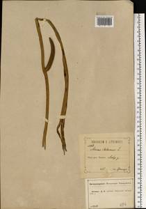 Acorus calamus L., Eastern Europe, Central forest-and-steppe region (E6) (Russia)