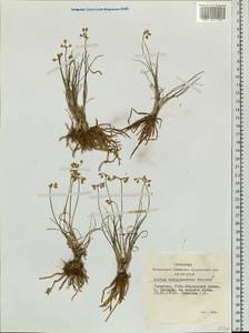 Allium vodopjanovae N.Friesen, Siberia, Altai & Sayany Mountains (S2) (Russia)