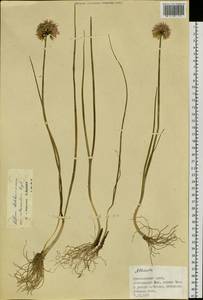 Allium ledebourianum Schult. & Schult.f., Siberia, Central Siberia (S3) (Russia)