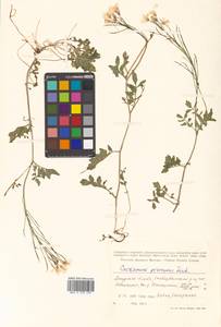 Cardamine prorepens Fisch. ex DC., Siberia, Russian Far East (S6) (Russia)