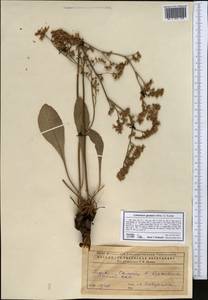 Limonium gmelini (Willd.) Kuntze, Middle Asia, Caspian Ustyurt & Northern Aralia (M8) (Kazakhstan)