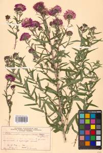 Symphyotrichum novae-angliae (L.) G. L. Nesom, Eastern Europe, Moscow region (E4a) (Russia)