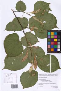 Tilia platyphyllos Scop., Eastern Europe, Western region (E3) (Russia)