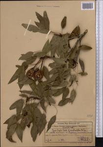 Pyrus regelii Rehder, Middle Asia, Western Tian Shan & Karatau (M3) (Kazakhstan)