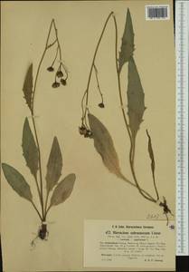 Hieracium plicatum Lindeb., Western Europe (EUR) (Norway)