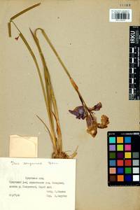 Iris sanguinea Donn ex Hornem., Siberia, Baikal & Transbaikal region (S4) (Russia)