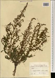 Rumex stenophyllus Ledeb., Mongolia (MONG) (Mongolia)