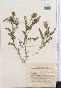 Astragalus tibetanus Benth. ex Bunge, Middle Asia, Western Tian Shan & Karatau (M3) (Kyrgyzstan)