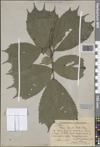 Ulmus laciniata (Herder) Mayr ex Schwapp., Siberia, Russian Far East (S6) (Russia)