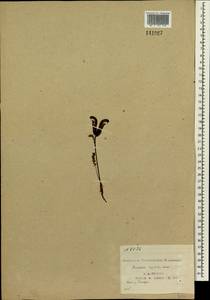 Pedicularis capitata Adams., Siberia, Yakutia (S5) (Russia)