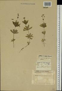 Galium odoratum (L.) Scop., Eastern Europe, Middle Volga region (E8) (Russia)