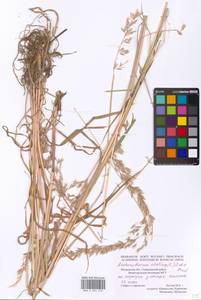 Arrhenatherum elatius (L.) P.Beauv. ex J.Presl & C.Presl., Eastern Europe, Moscow region (E4a) (Russia)