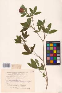 Trifolium medium L., Eastern Europe, West Ukrainian region (E13) (Ukraine)