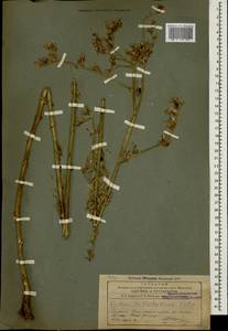 Lactuca quercina subsp. wilhelmsiana (Fisch. & C. A. Mey. ex DC.) Feráková, Caucasus, Armenia (K5) (Armenia)