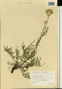Centaurea orientalis L., Eastern Europe, South Ukrainian region (E12) (Ukraine)