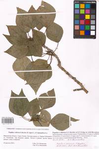 Populus tremuloides Michx., Eastern Europe, Moscow region (E4a) (Russia)