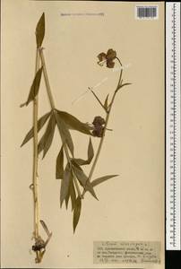 Lilium martagon var. pilosiusculum Freyn, Mongolia (MONG) (Mongolia)