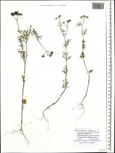 Coriandrum sativum L., Caucasus, Stavropol Krai, Karachay-Cherkessia & Kabardino-Balkaria (K1b) (Russia)