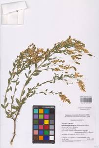 Genista tinctoria L., Eastern Europe, Central forest-and-steppe region (E6) (Russia)