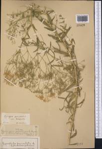 Gypsophila paniculata L., Middle Asia, Muyunkumy, Balkhash & Betpak-Dala (M9) (Kazakhstan)