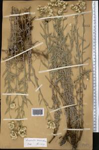 Anaphalis racemifera Franch., Middle Asia, Western Tian Shan & Karatau (M3)
