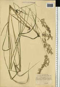 Calamagrostis canescens (Weber) Roth, Eastern Europe, Central forest-and-steppe region (E6) (Russia)