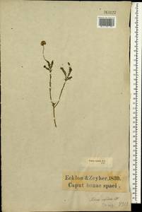 Chrysocoma rigidula (DC.) Ehr.Bayer, Africa (AFR) (South Africa)