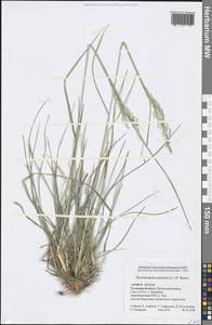 Deschampsia cespitosa (L.) P.Beauv., Eastern Europe, Central region (E4) (Russia)